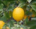 Citrus aurantium ssp bergamia